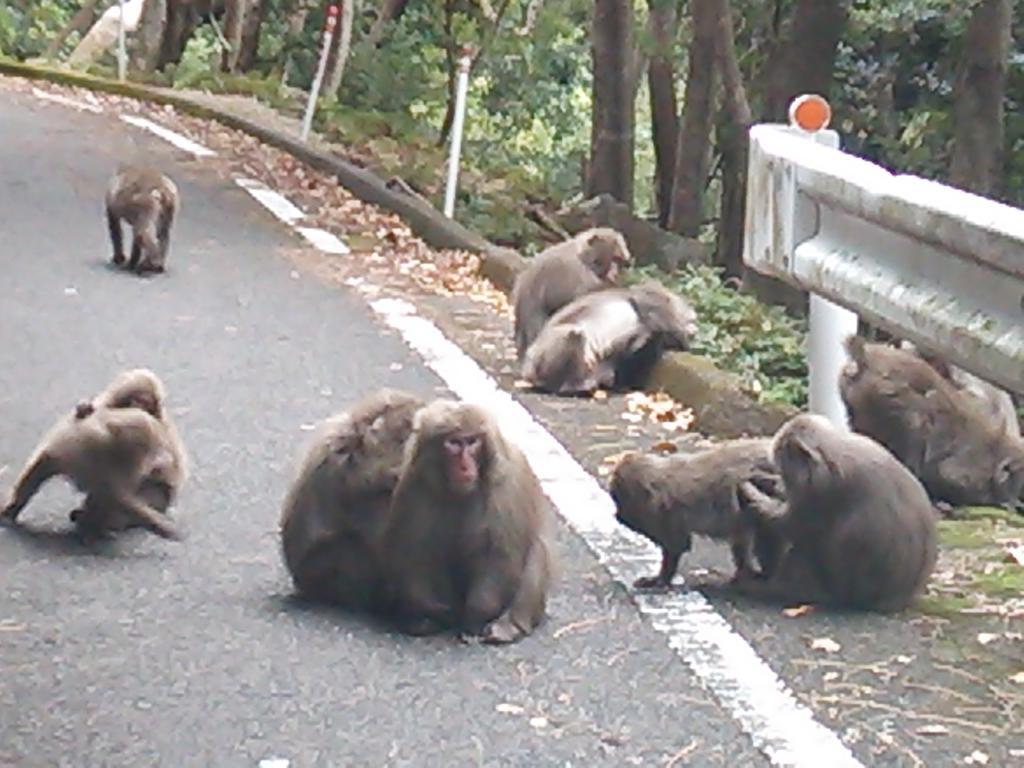 Daichan House Yakushima  Eksteriør billede